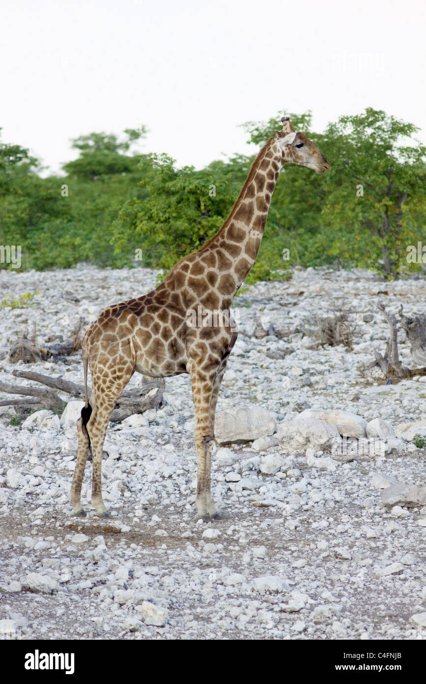 Communauté Girafe (Giraffa camelopardalis angolensis) dans le parc d'Etosha, Namibie NP. Banque D'Images