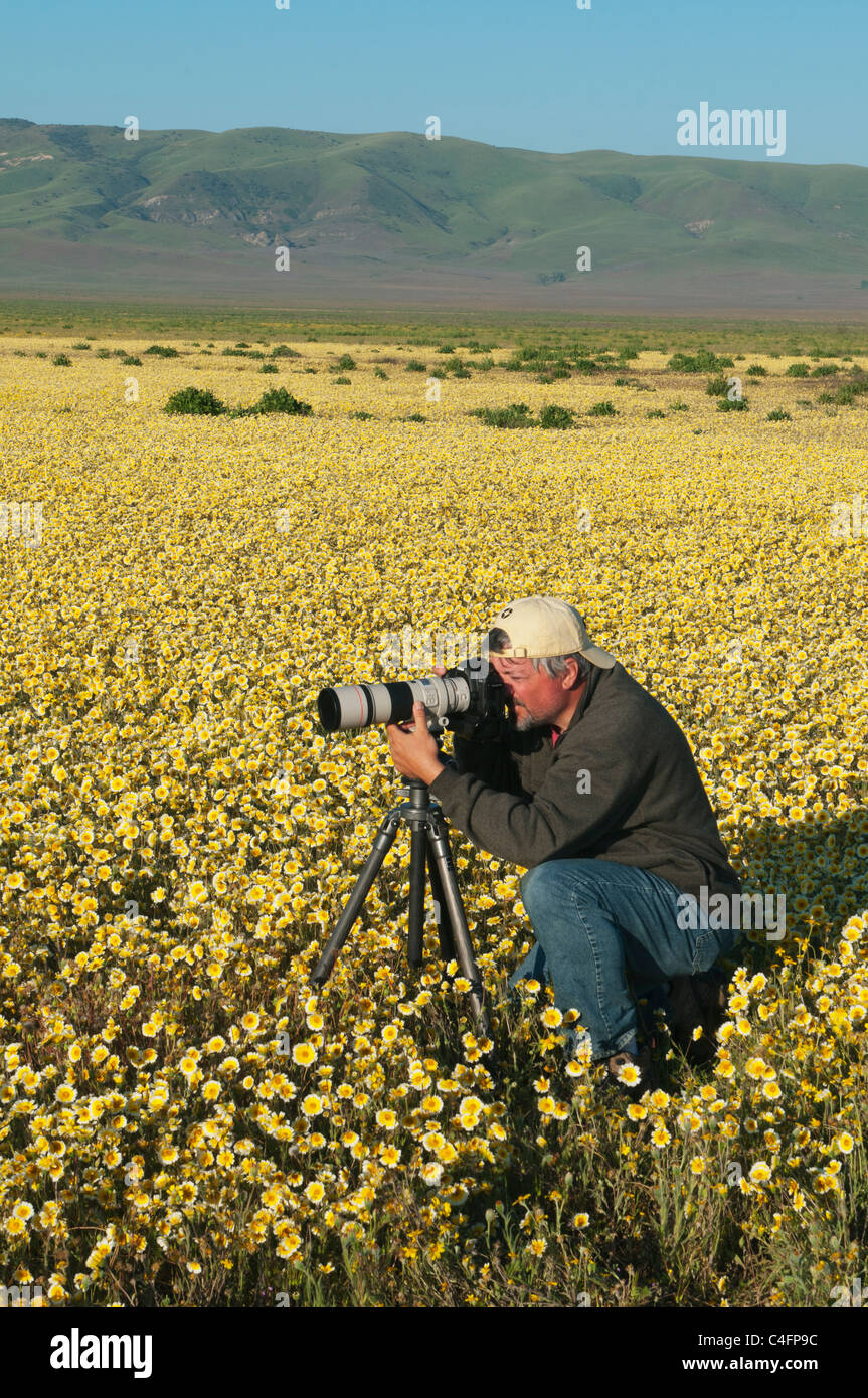 Photographe Steve Shuey photographier des tapis de fleurs, Tidytips Carrizo Plain National Monument, Avril Banque D'Images