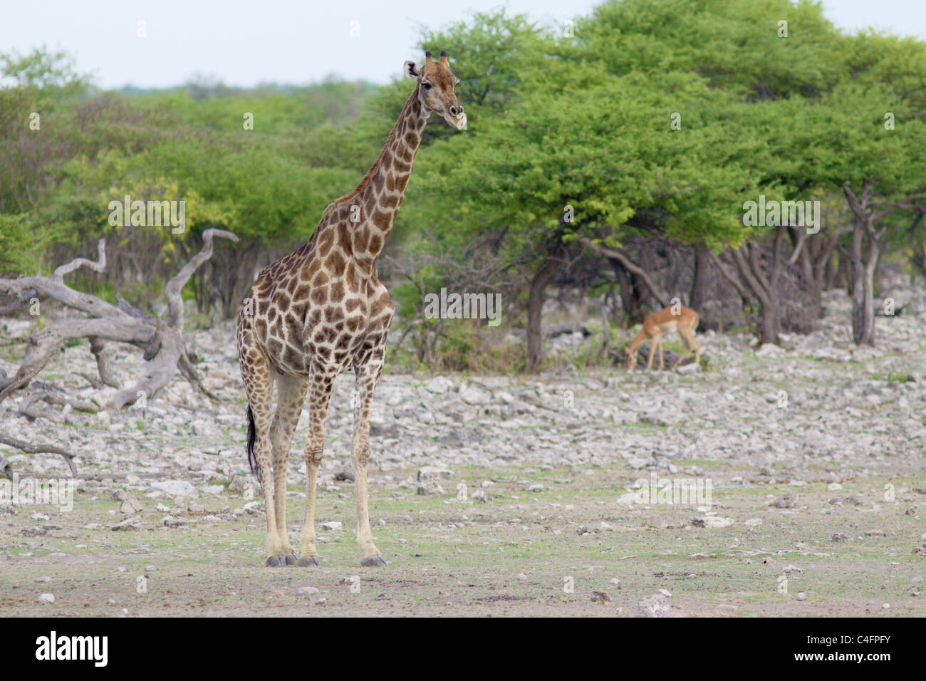 Girafe en Angola, Namibie Etosha NP Banque D'Images