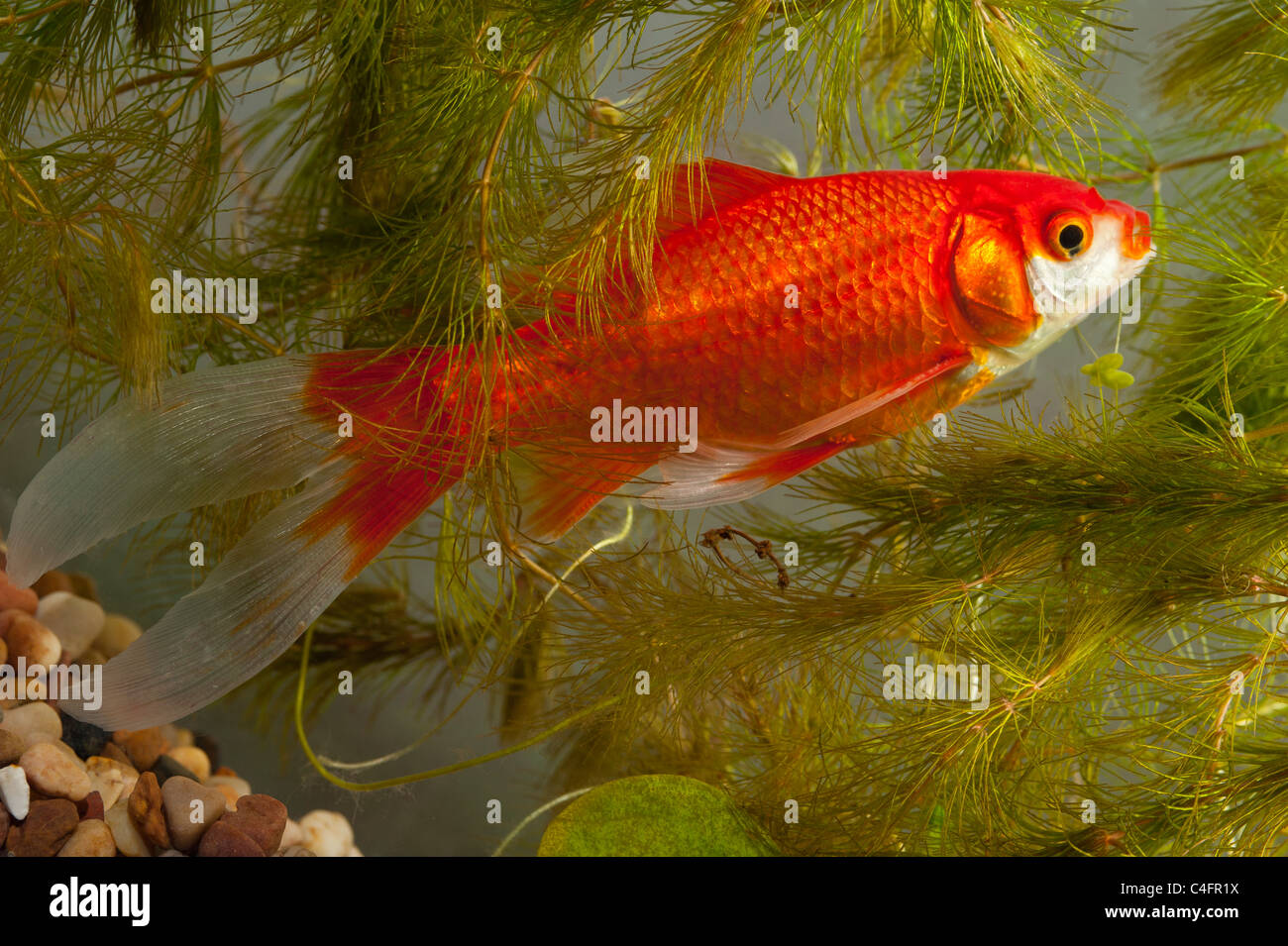 Un poisson rouge nageant dans un aquarium Banque D'Images