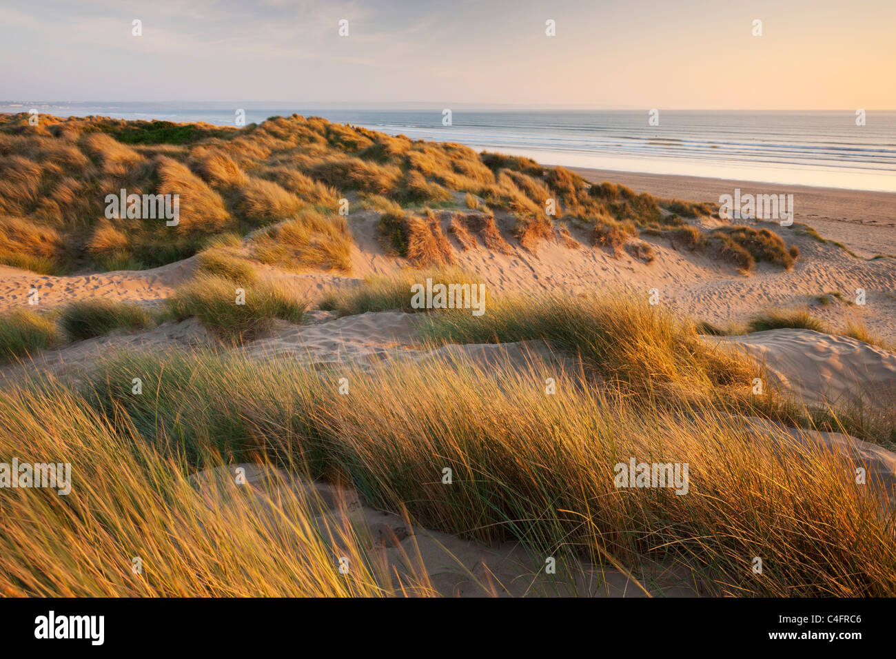 L'ammophile sur les dunes de sable de Braunton Burrows, regard vers Saunton Sands, Devon, Angleterre. En été (juin) 2011. Banque D'Images