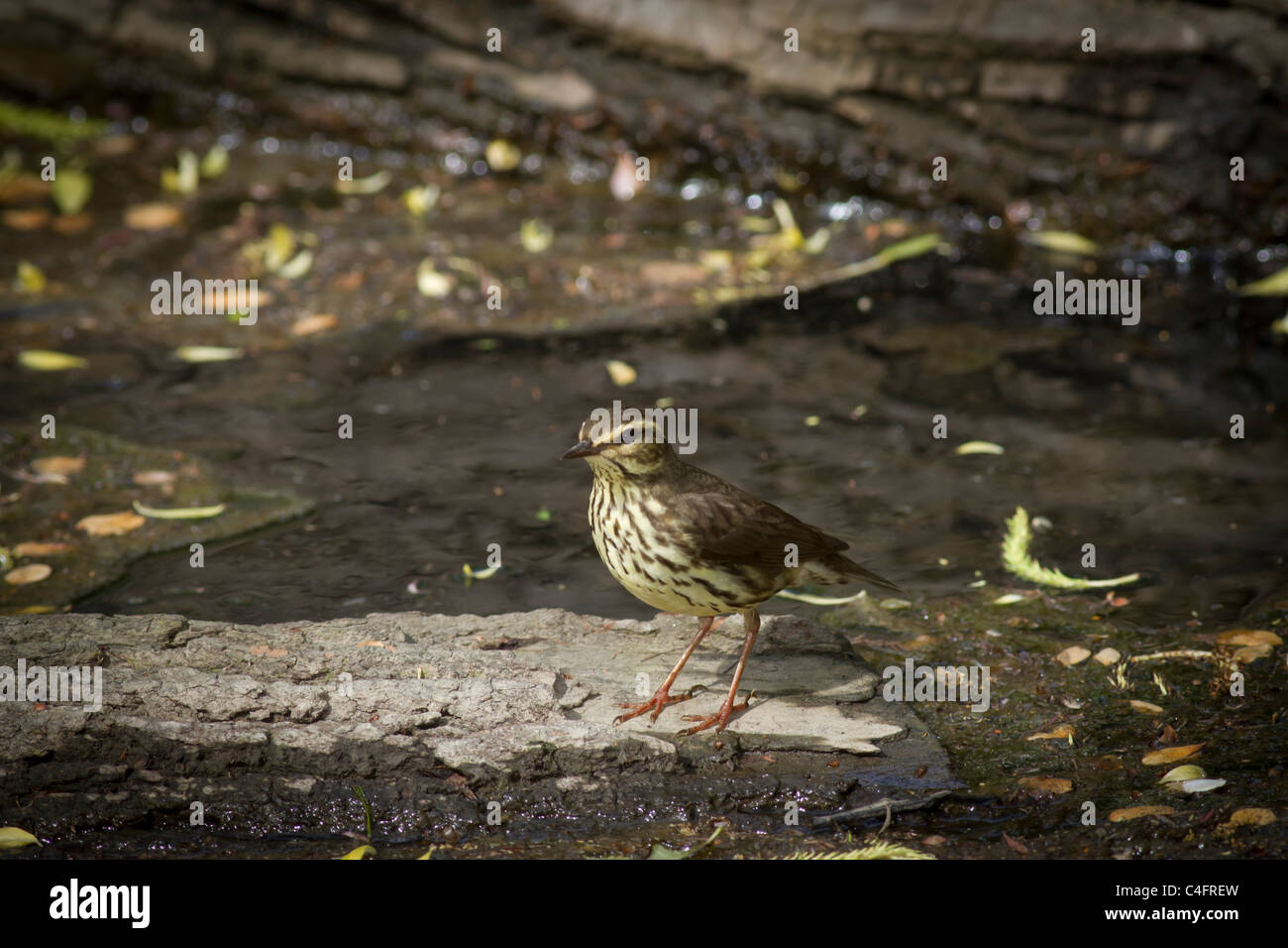 Paruline des ruisseaux perchée sur un journal dans un ruisseau Banque D'Images