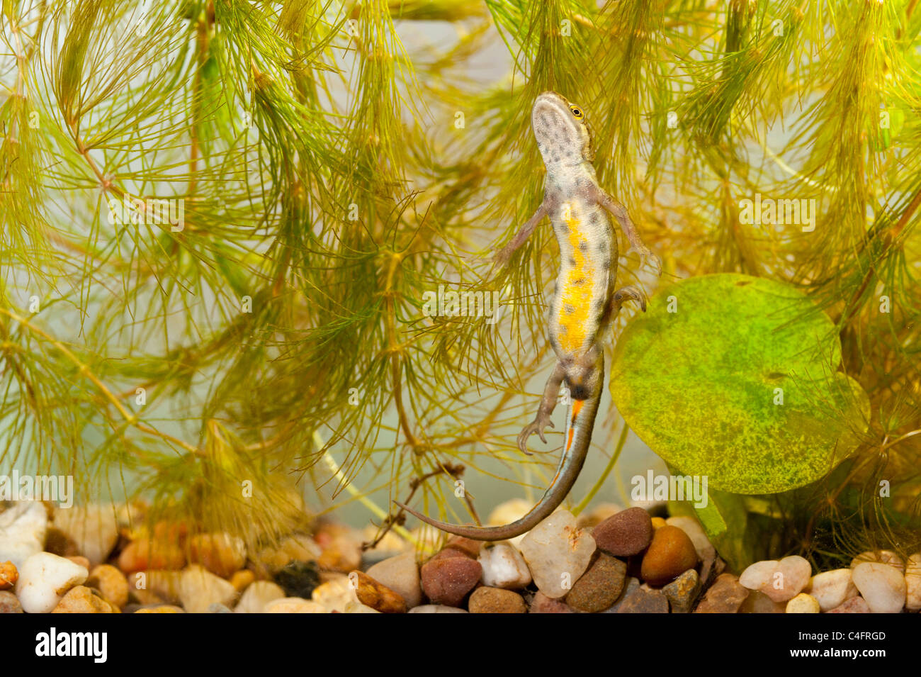 Une femelle Triton tacheté ( Triturus vulgaris ) nager dans un aquarium au Royaume-Uni Banque D'Images