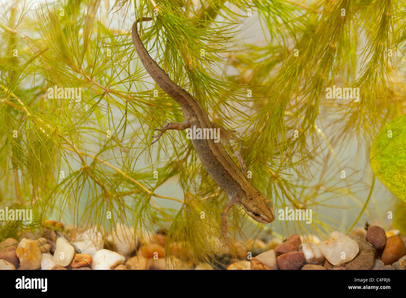 Une femelle Triton tacheté ( Triturus vulgaris ) nager dans un aquarium au Royaume-Uni Banque D'Images