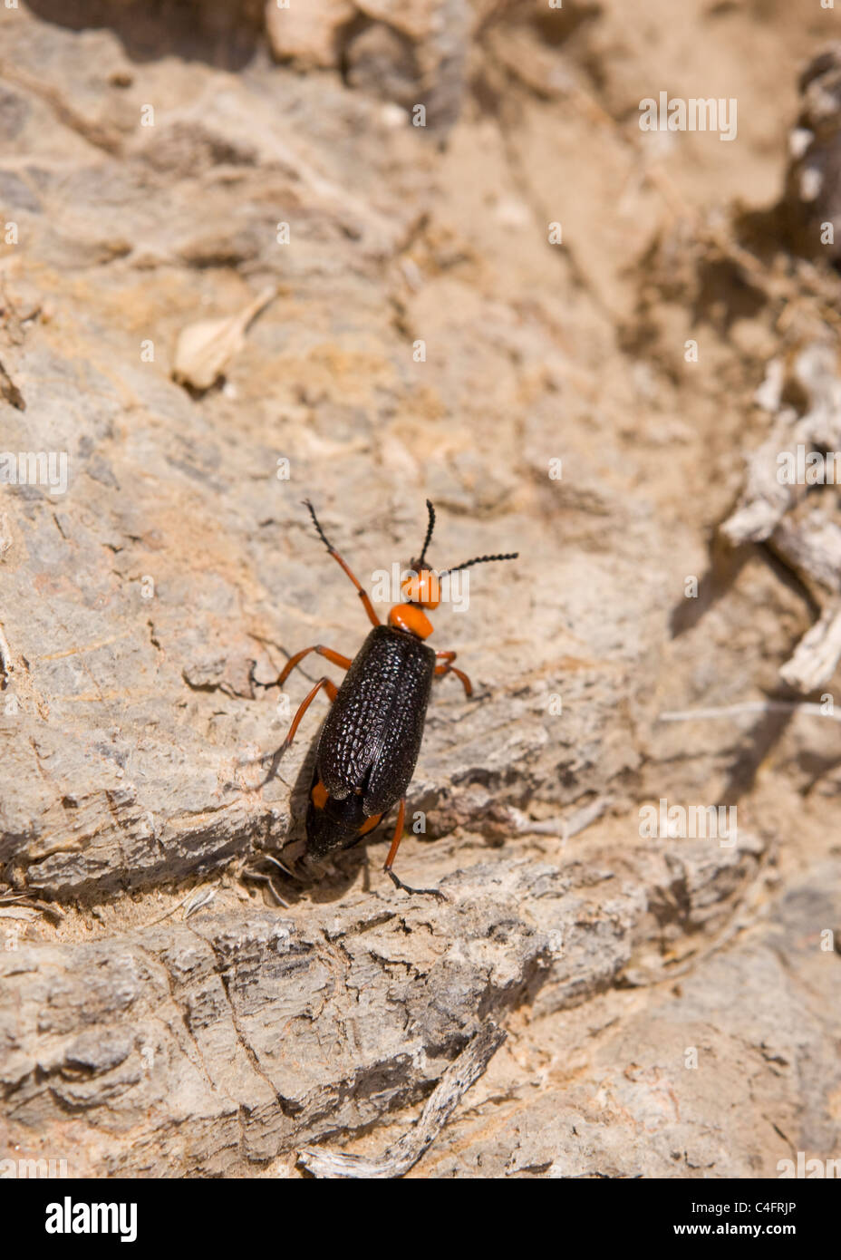 Blister beetle - désert désert de Mojave, Californie, USA Banque D'Images