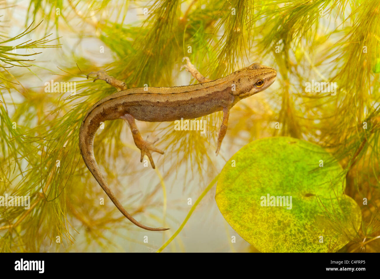 Une femelle Triton tacheté ( Triturus vulgaris ) nager dans un aquarium au Royaume-Uni Banque D'Images