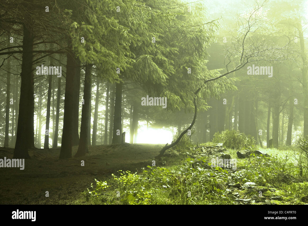 Après la pluie forestiers Banque D'Images
