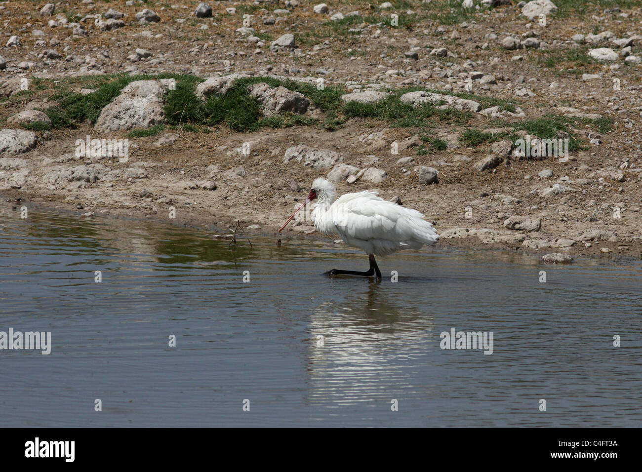 Spatule d'Afrique (Platalea alba), Etosha NP, Namibia Banque D'Images
