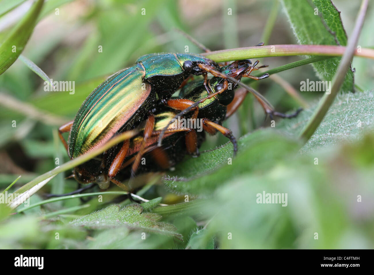 Golden Zabre (Carabus auratus) l'accouplement Banque D'Images