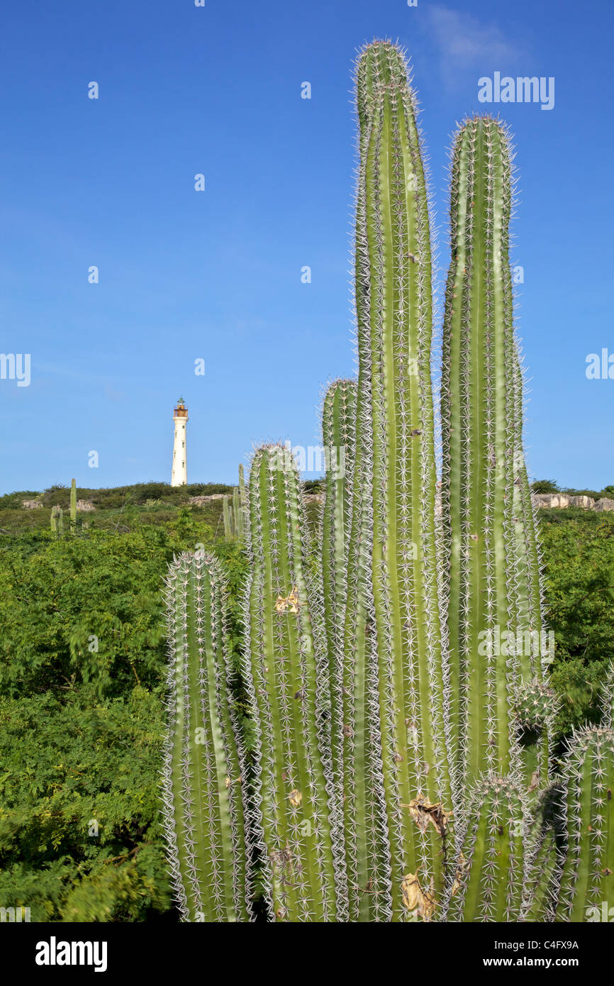 Cactus du désert d'Aruba avec le Phare California dans l'arrière-plan Banque D'Images