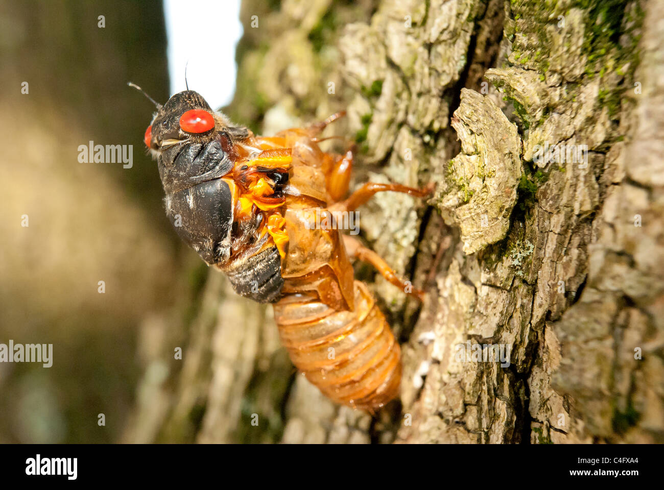 Cigale sur un arbre Banque D'Images