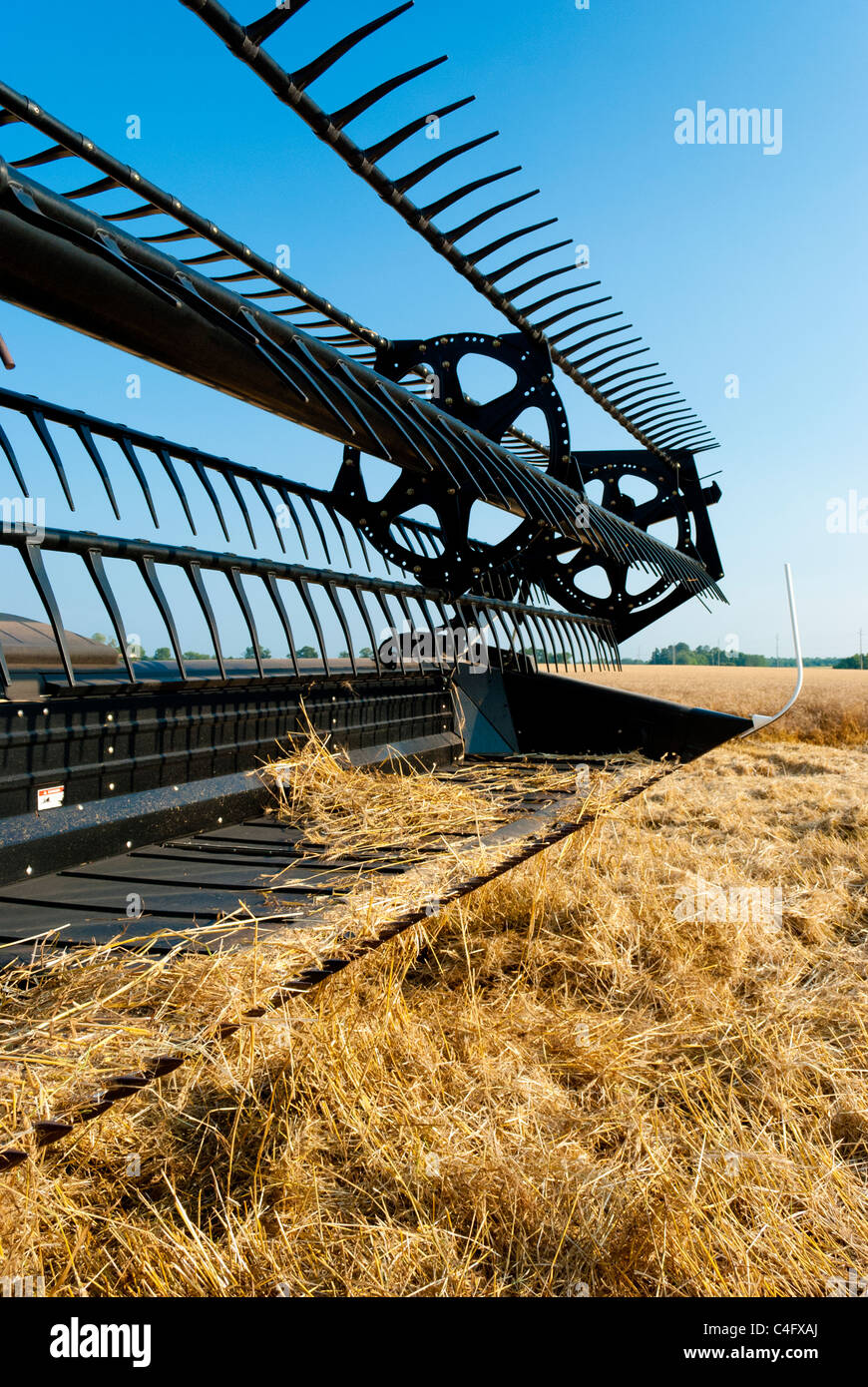 La récolte du blé de la moissonneuse-batteuse Banque D'Images