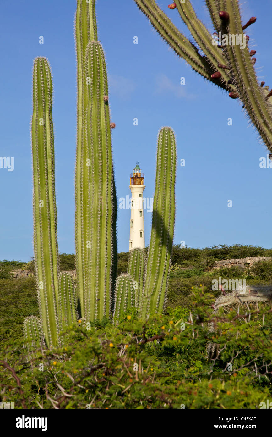 Phare California encadrée par Cactus de Aruba Banque D'Images