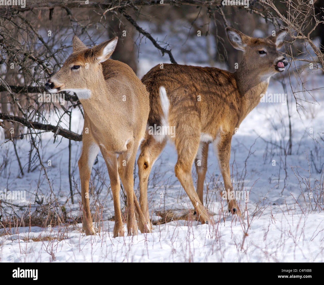 Les deux faons faons whitetail face à des directions différentes sur un jour d'hiver ensoleillé Banque D'Images