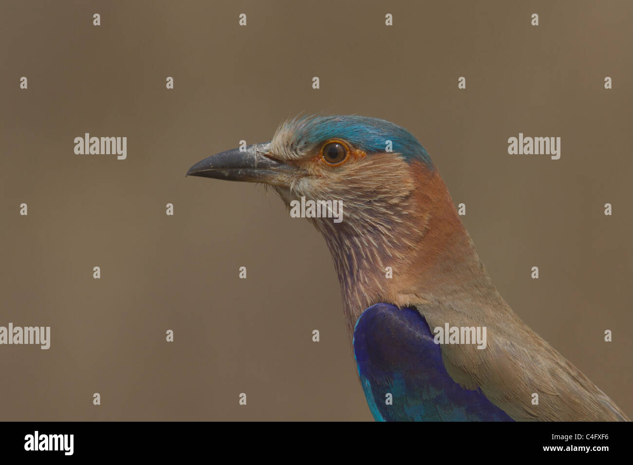 Rouleau (Coracias benghalensis indien), également connu sous le nom de Blue Jay, portrait de Kanha National Park, le Madhya Pradesh, Inde Banque D'Images