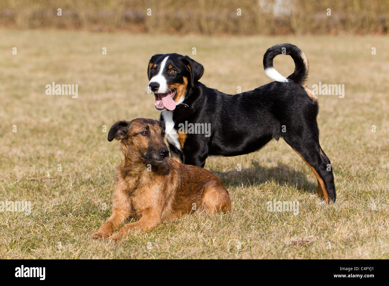 Appenzeller avec chiot Terrier Westfalen, sur jardin pelouse, Basse-Saxe, Allemagne Banque D'Images