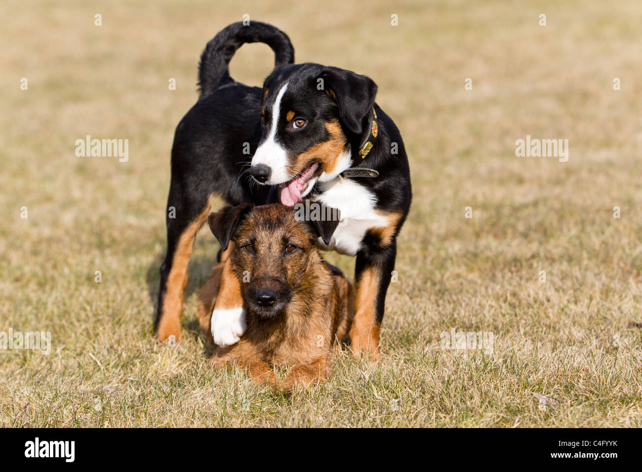 Appenzeller avec chiot Terrier Westfalen, sur jardin pelouse, Basse-Saxe, Allemagne Banque D'Images