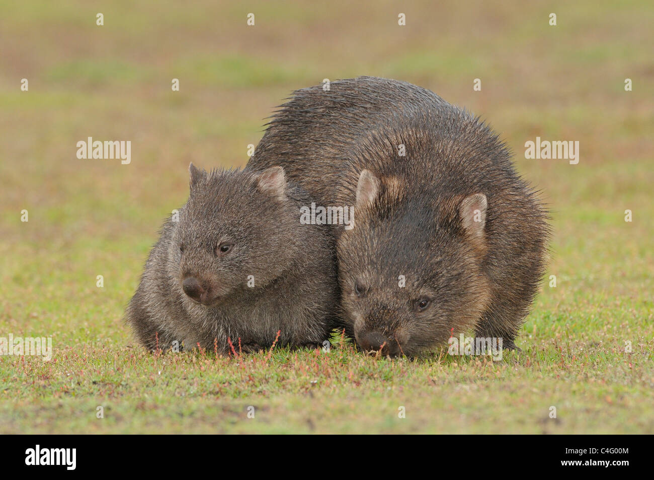 Wombat commun Vombatus ursinus la mère et l'enfant photographié en Tasmanie, Australie Banque D'Images