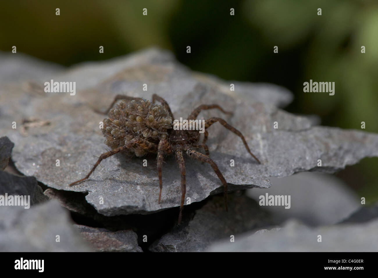 Les araignées, Pardosa amentata transporter ses jeunes nouvellement éclos sur son dos, Nichols Moss, Cumbria, Royaume-Uni Banque D'Images