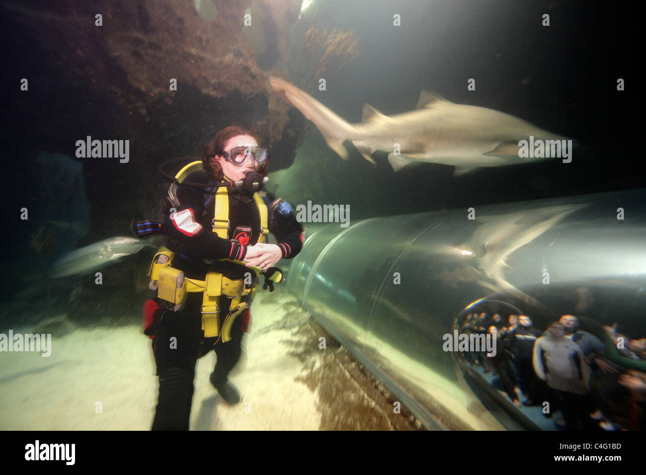 Un plongeur dans l'aquarium de Deep Sea World observe un sand tiger shark (Carcharias taurus) passe au-dessus du tunnel d'observation. Banque D'Images