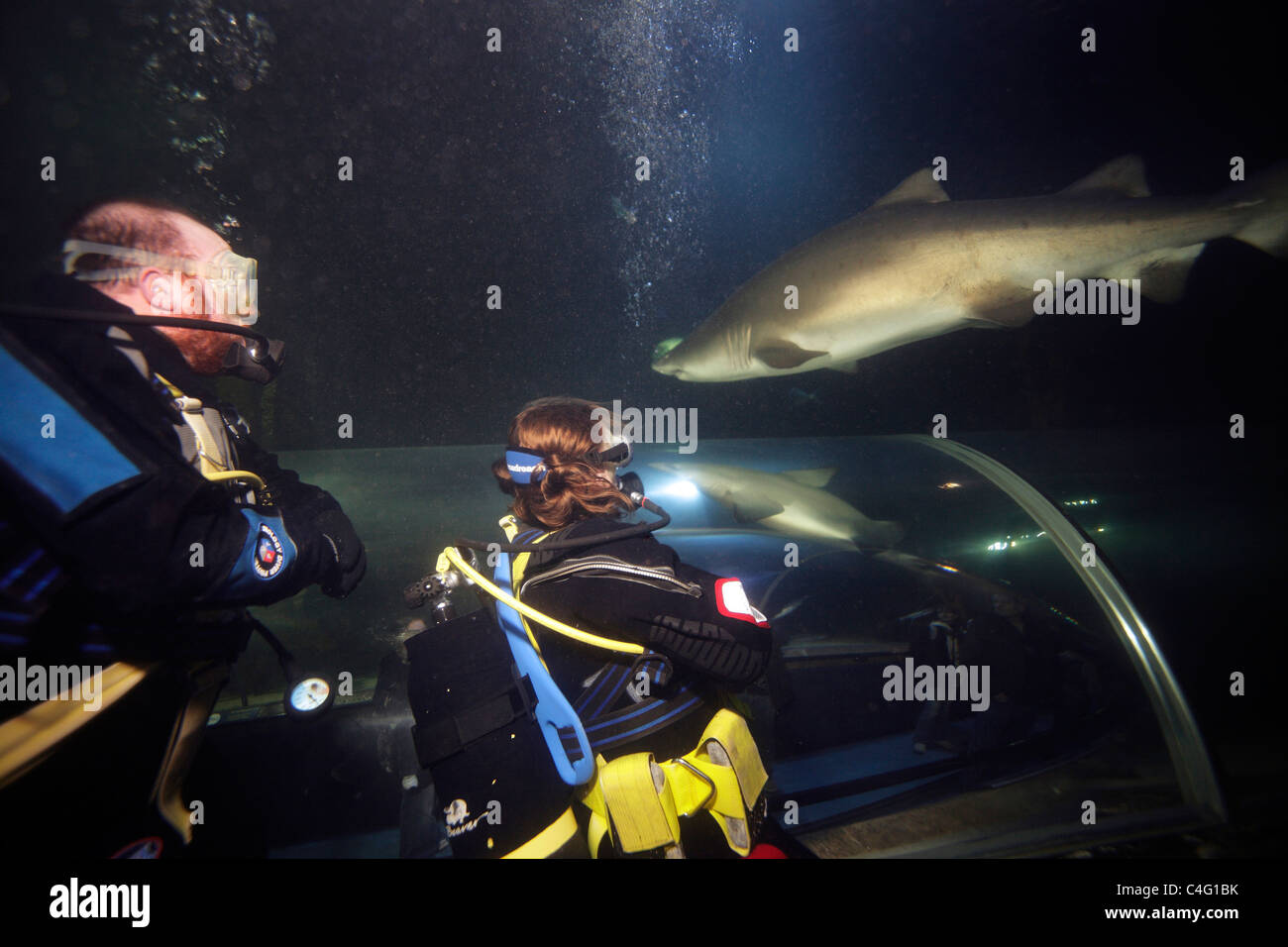 Les plongeurs dans l'aquarium du Deep Sea World Watch comme sand tiger shark (Carcharias taurus) passe au-dessus du tunnel d'observation. Banque D'Images