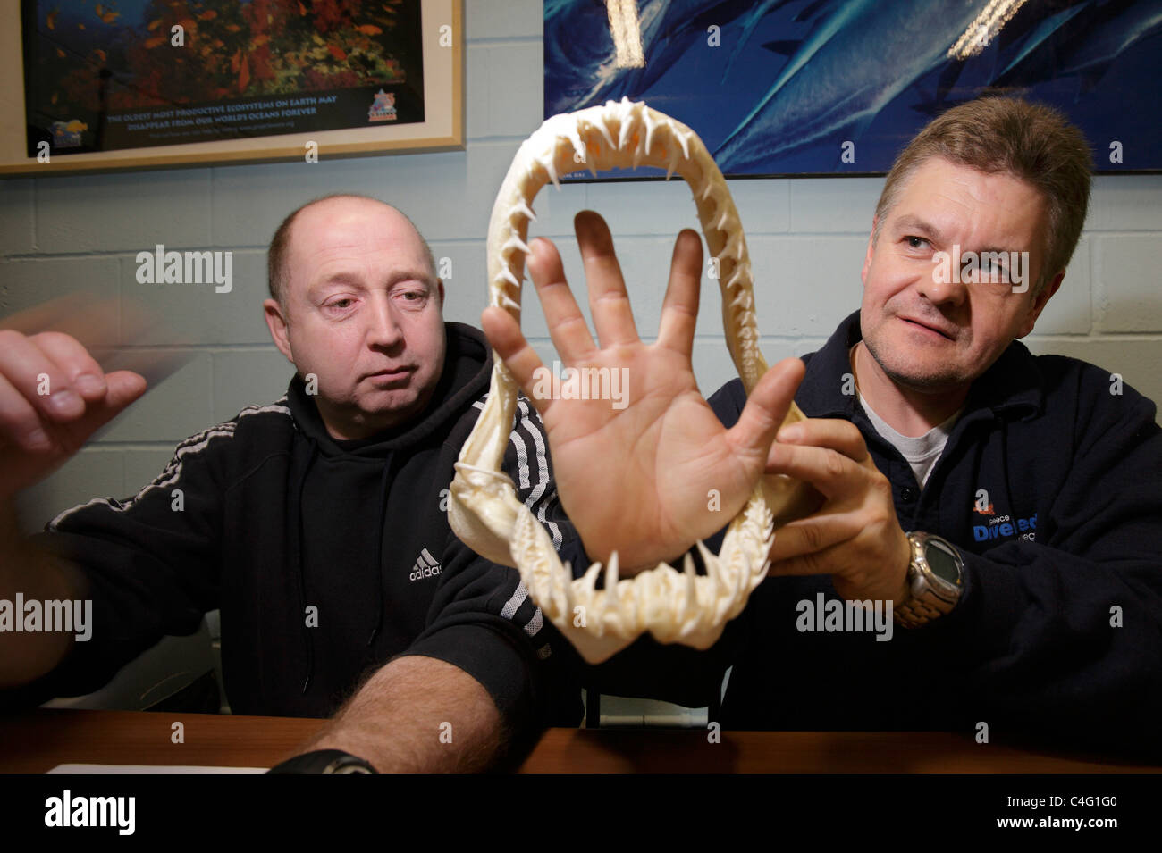 Plonger les élèves examinent les mâchoires d'un requin tigre de sable pendant le cours PADI Cours de requins à l'aquarium Deep Sea World Banque D'Images