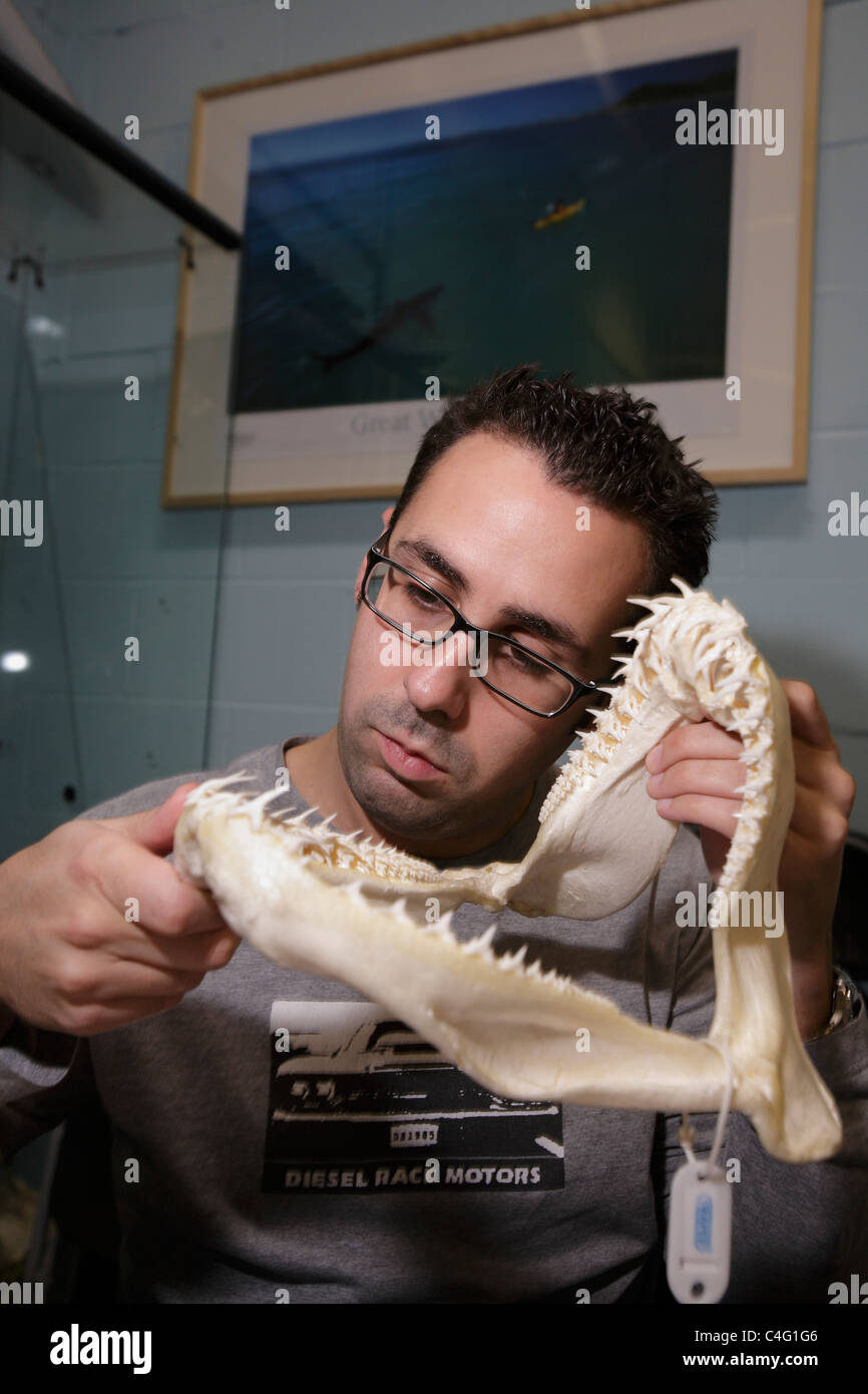 Un étudiant de plongée examine les mâchoires d'un requin tigre de sable pendant le cours PADI Cours de requins à l'aquarium Deep Sea World Banque D'Images