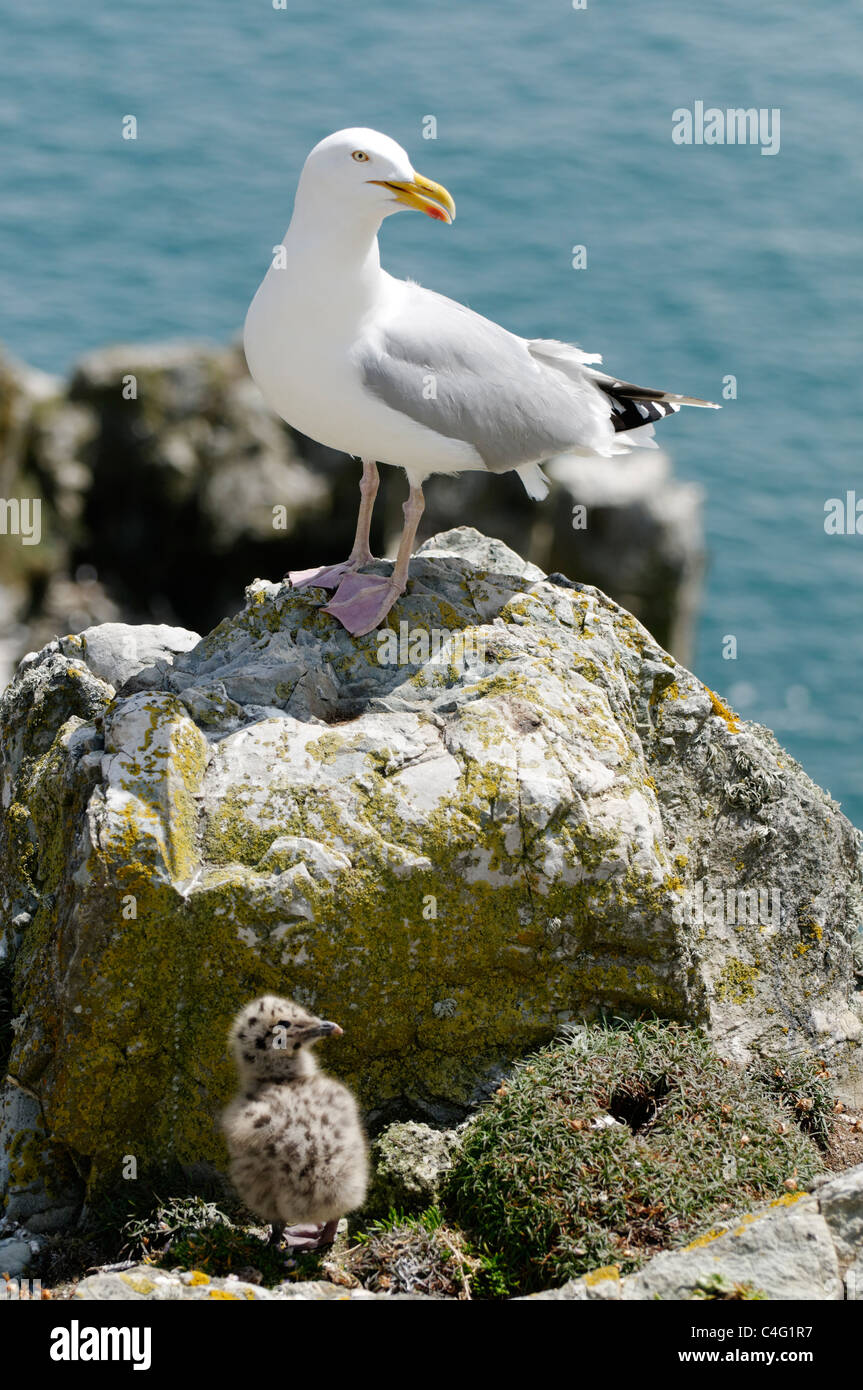 Un goéland argenté avec chick, South Stack, Anglesey. Banque D'Images