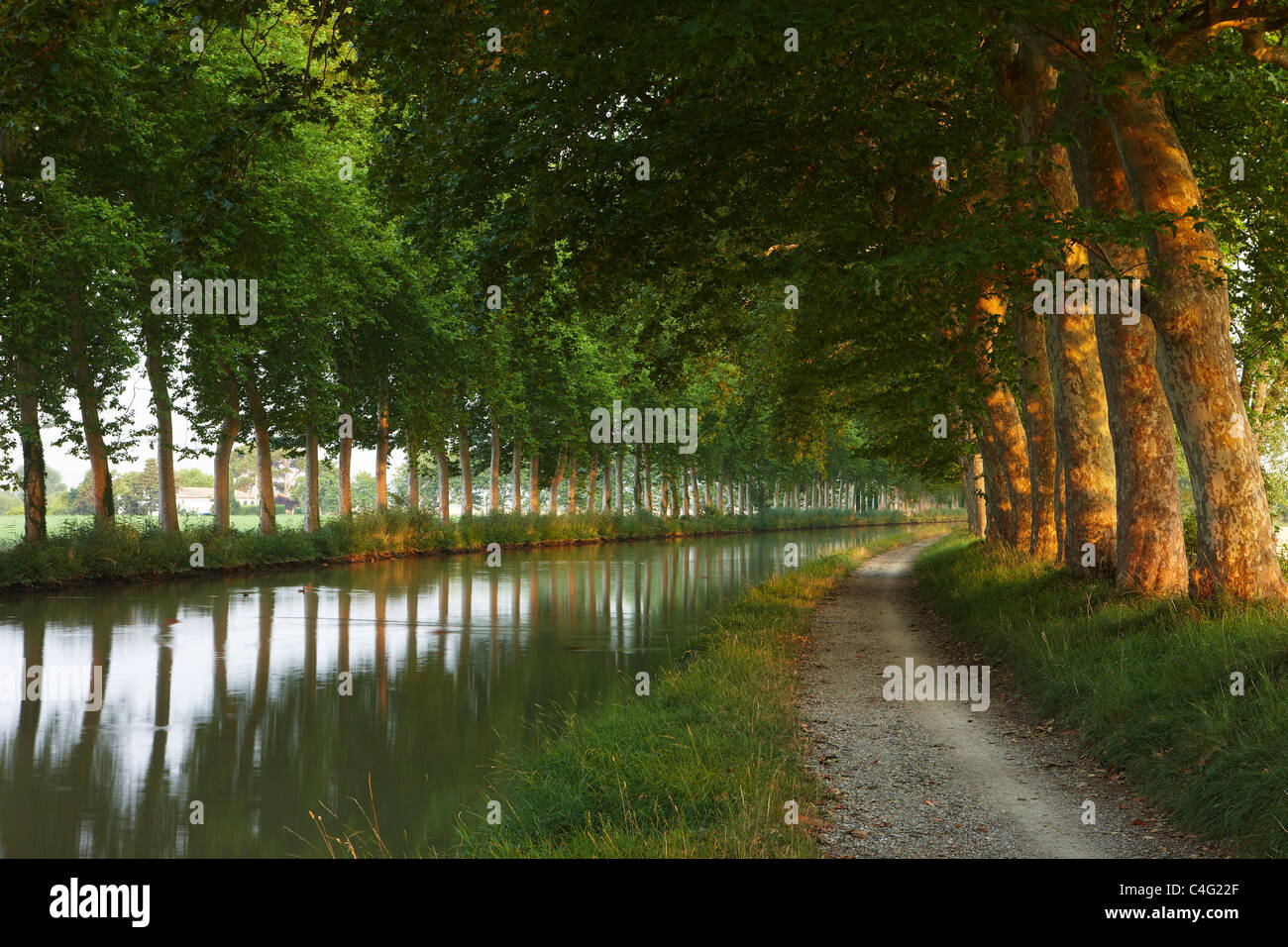 Le Canal du Midi à l'aube près de Castelnaudary, Aude, Languedoc-Roussillon, France Banque D'Images