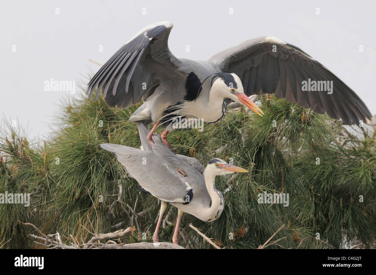 Héron cendré Ardea cinerea adultes l'accouplement photographié dans la Camargue, France Banque D'Images