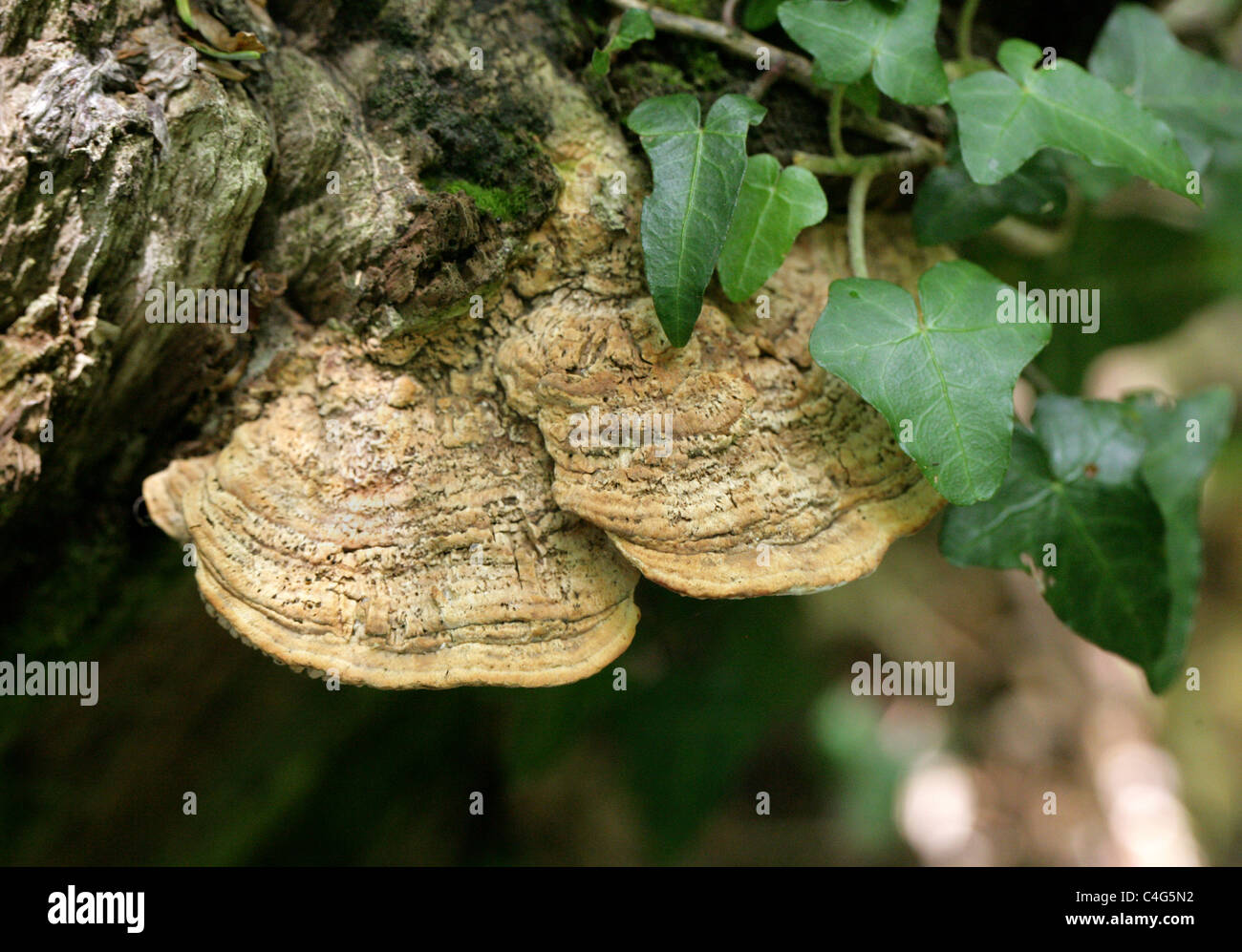 Mazegill Daedalea quercina, chêne, Fomitopsidaceae. Croissant sur une vieille souche d'Arbre de chêne. Banque D'Images