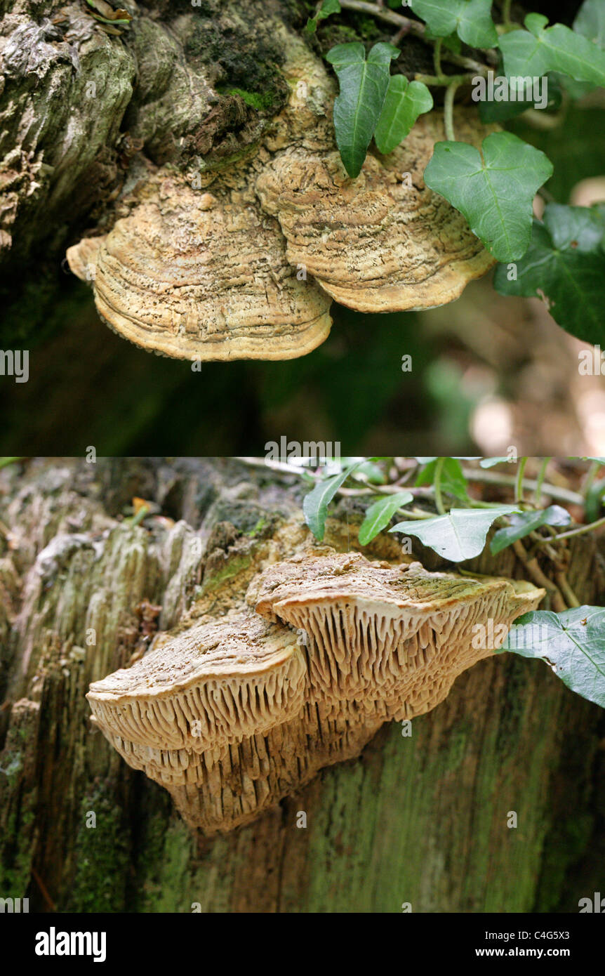 Mazegill Daedalea quercina, chêne, Fomitopsidaceae. Croissant sur une vieille souche d'Arbre de chêne. Composé de 2 images montrant haut et les branchies Banque D'Images