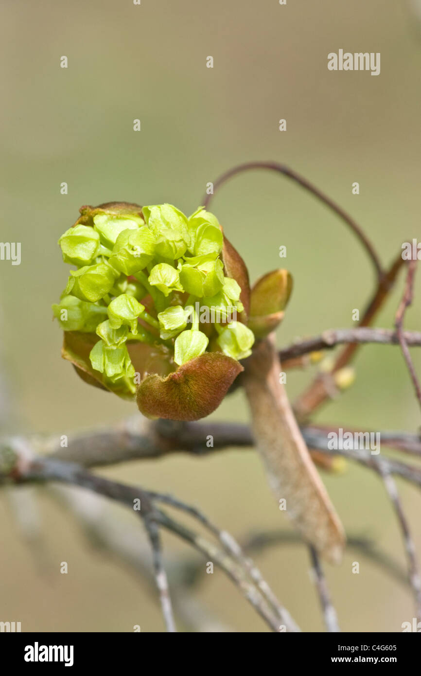 Norway Maple Acer platanoides fleurs Banque D'Images