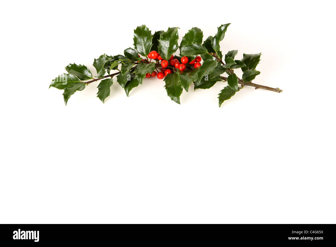 Brin de parfait de houx sur fond blanc avec des prix pour la copie. Banque D'Images