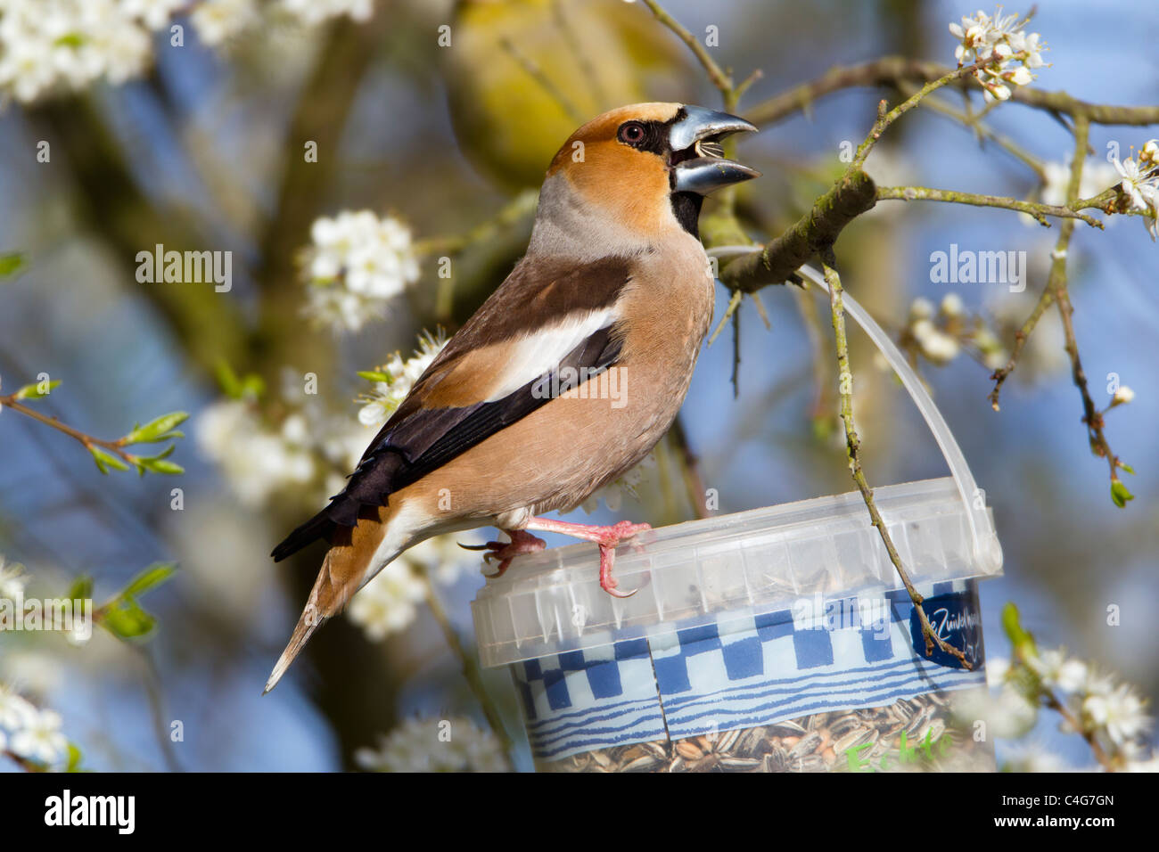 (Coccothraustes coccothraustes Hawfinch), perché sur prunellier, direction générale se nourrit de graines d'oiseaux, Basse-Saxe, Allemagne Banque D'Images