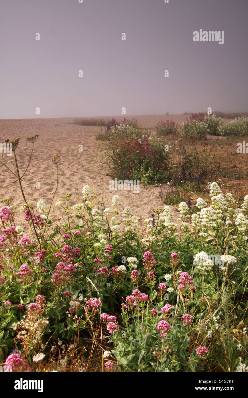 Plage avec des fleurs Banque D'Images