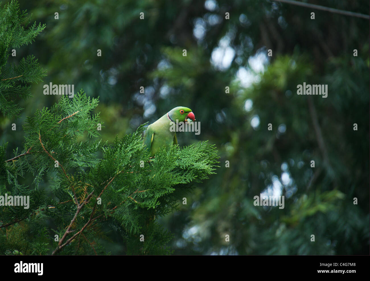 Perruche rose,indian wildlife, Banque D'Images