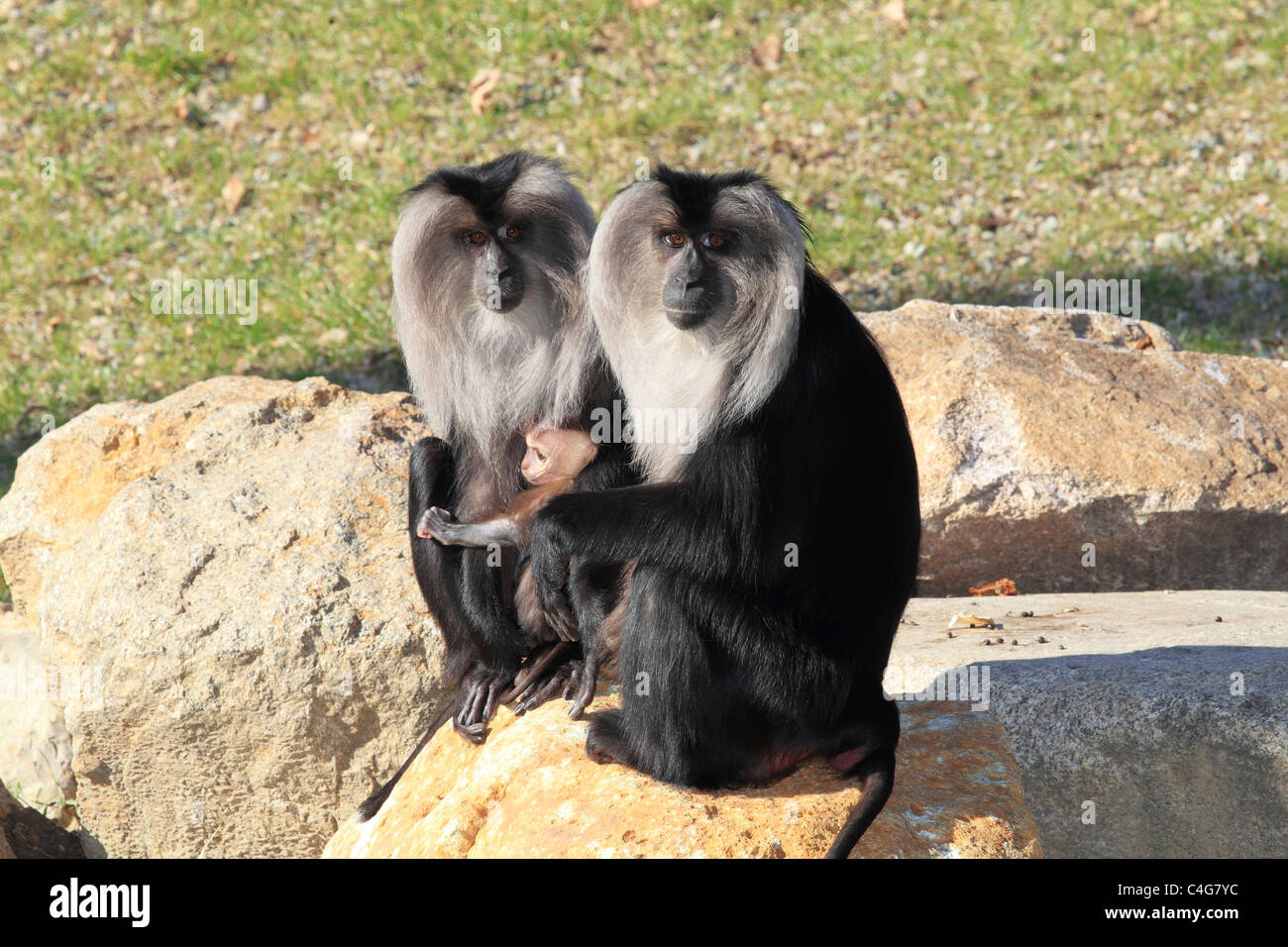 Le macaque à queue de lion cub / Macaca silène Banque D'Images