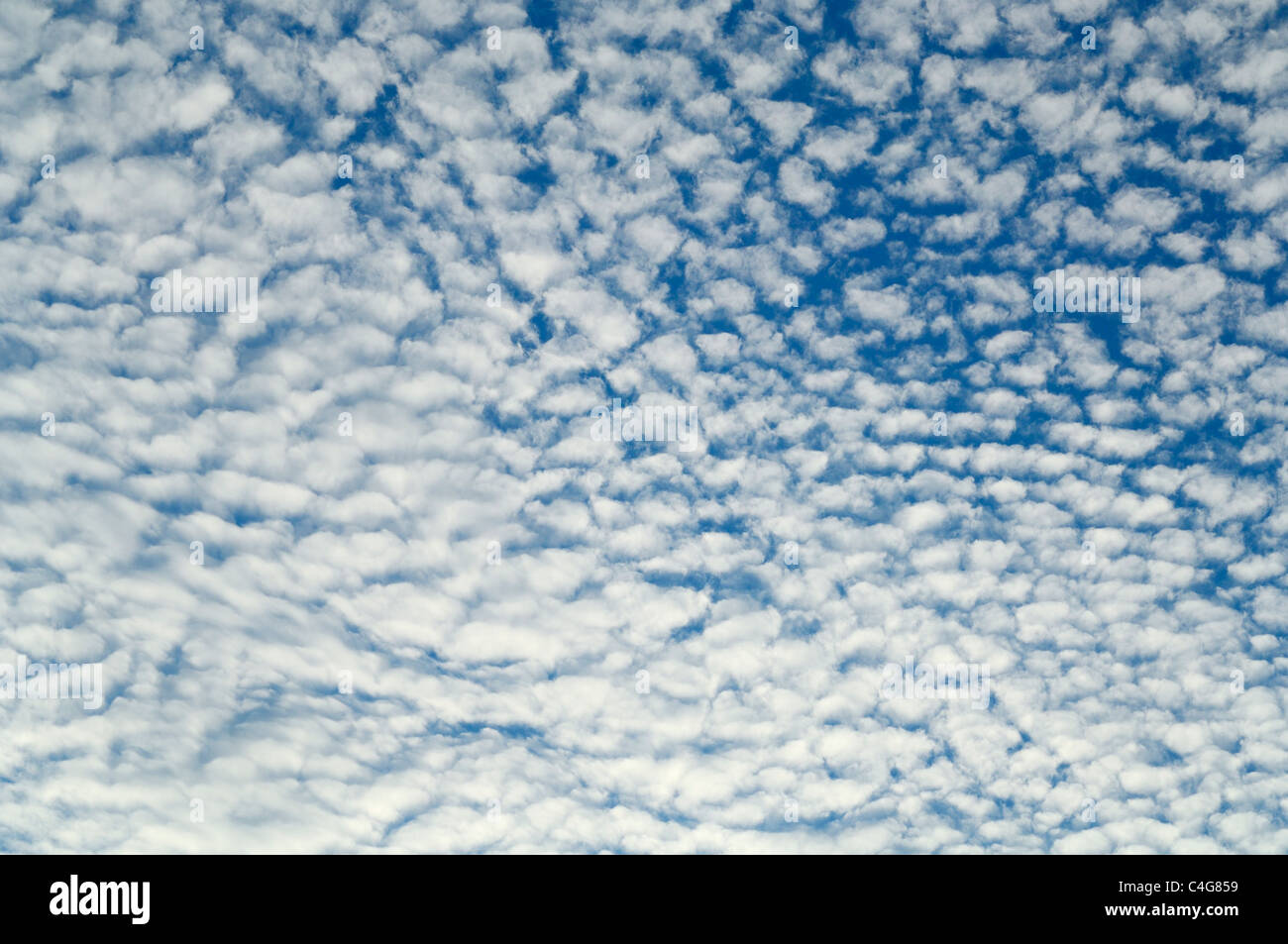 Une formation de nuages Altocumulus maquereaux ciel Banque D'Images
