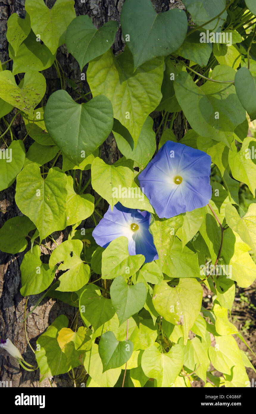 Belle plante rampante clematis avec peu de fleurs bleu. Autre nom de la joie du voyageur. Banque D'Images