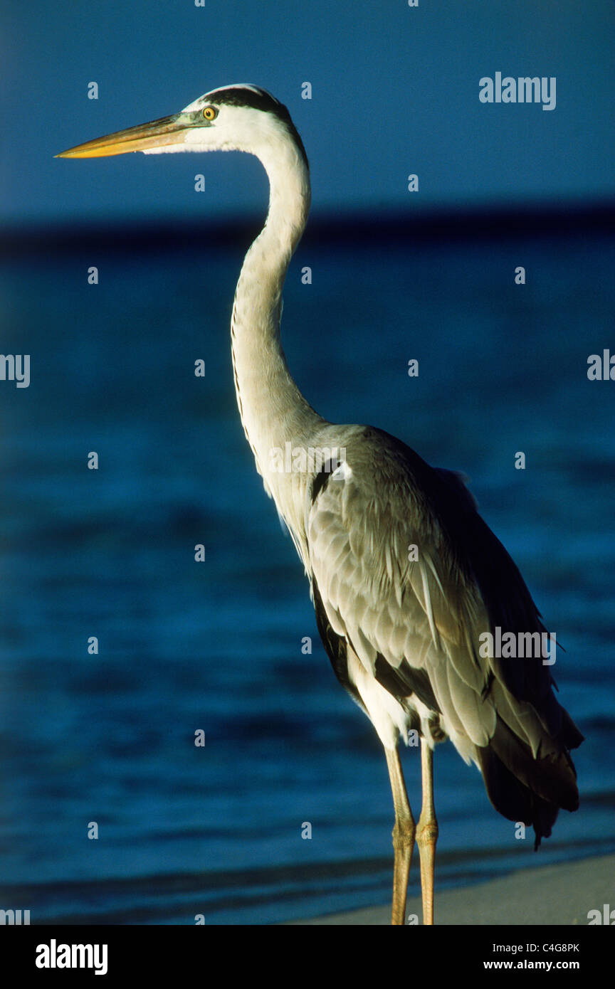 Héron cendré (Ardea cinerea) sur la côte de sable dans les îles Maldives au lever du soleil. Banque D'Images