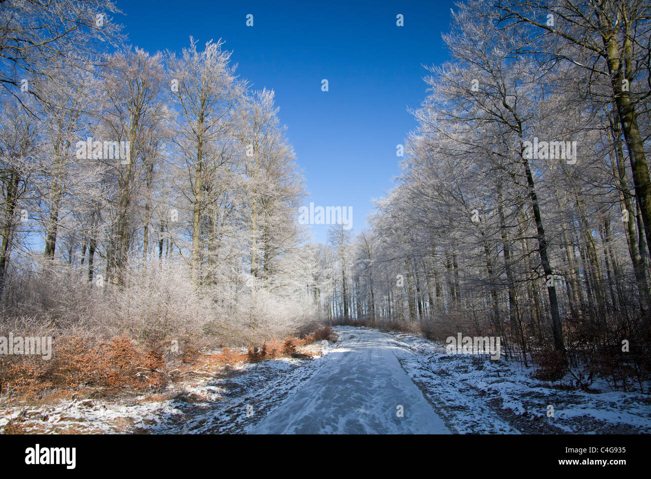 Bois de hêtre (Fagus sylvatica), couverte de givre, hiver, Hessen, Allemagne Banque D'Images
