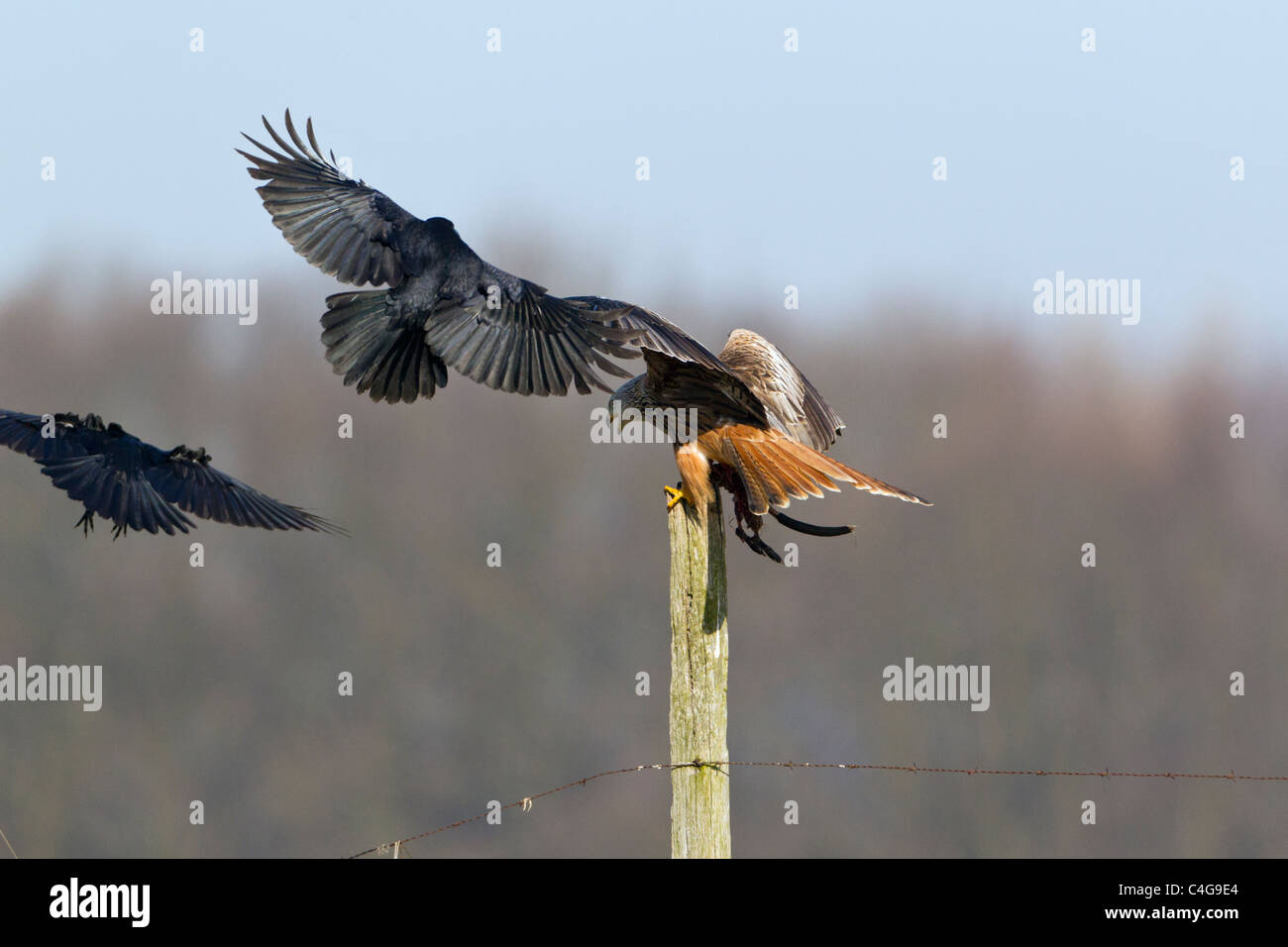 Le Milan royal (Milvus milvus),, percherd sur piquet, d'être assailli par la charogne les corneilles (Corvus corone), Basse-Saxe, Allemagne Banque D'Images