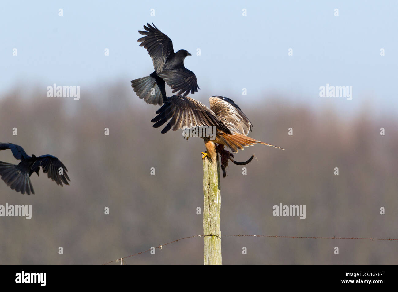 Le Milan royal (Milvus milvus),, percherd sur piquet, d'être assailli par la charogne les corneilles (Corvus corone corone), Basse-Saxe, Allemagne Banque D'Images