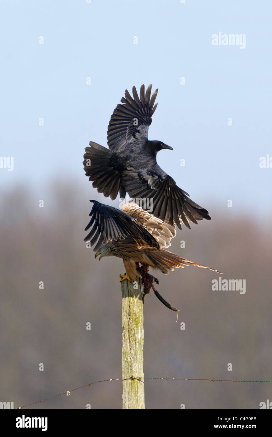 Le Milan royal (Milvus milvus),, percherd sur piquet, d'être assailli par corneille noire (Corvus corone), Basse-Saxe, Allemagne Banque D'Images