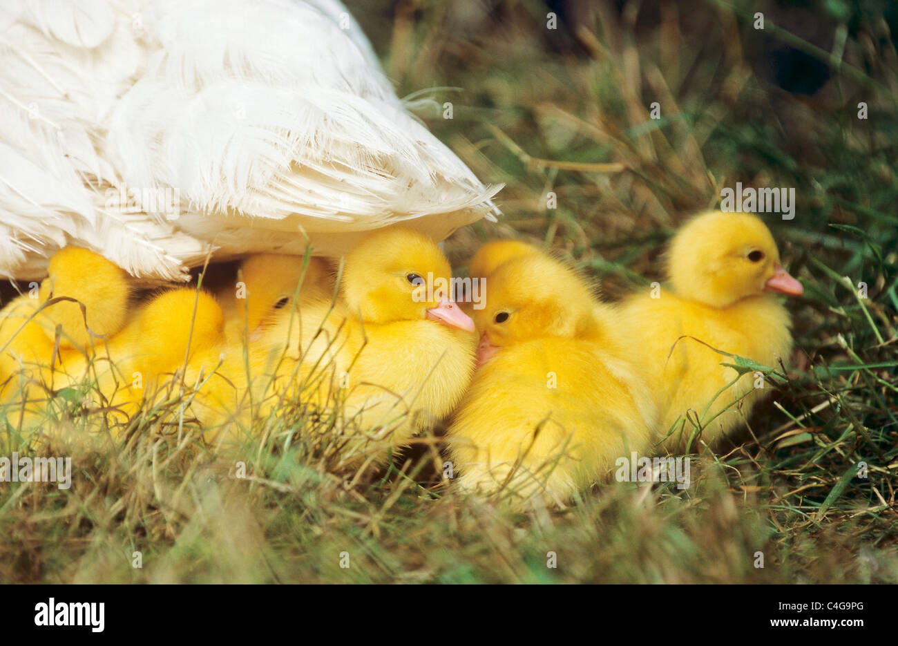 Canard domestique - canetons on meadow Banque D'Images