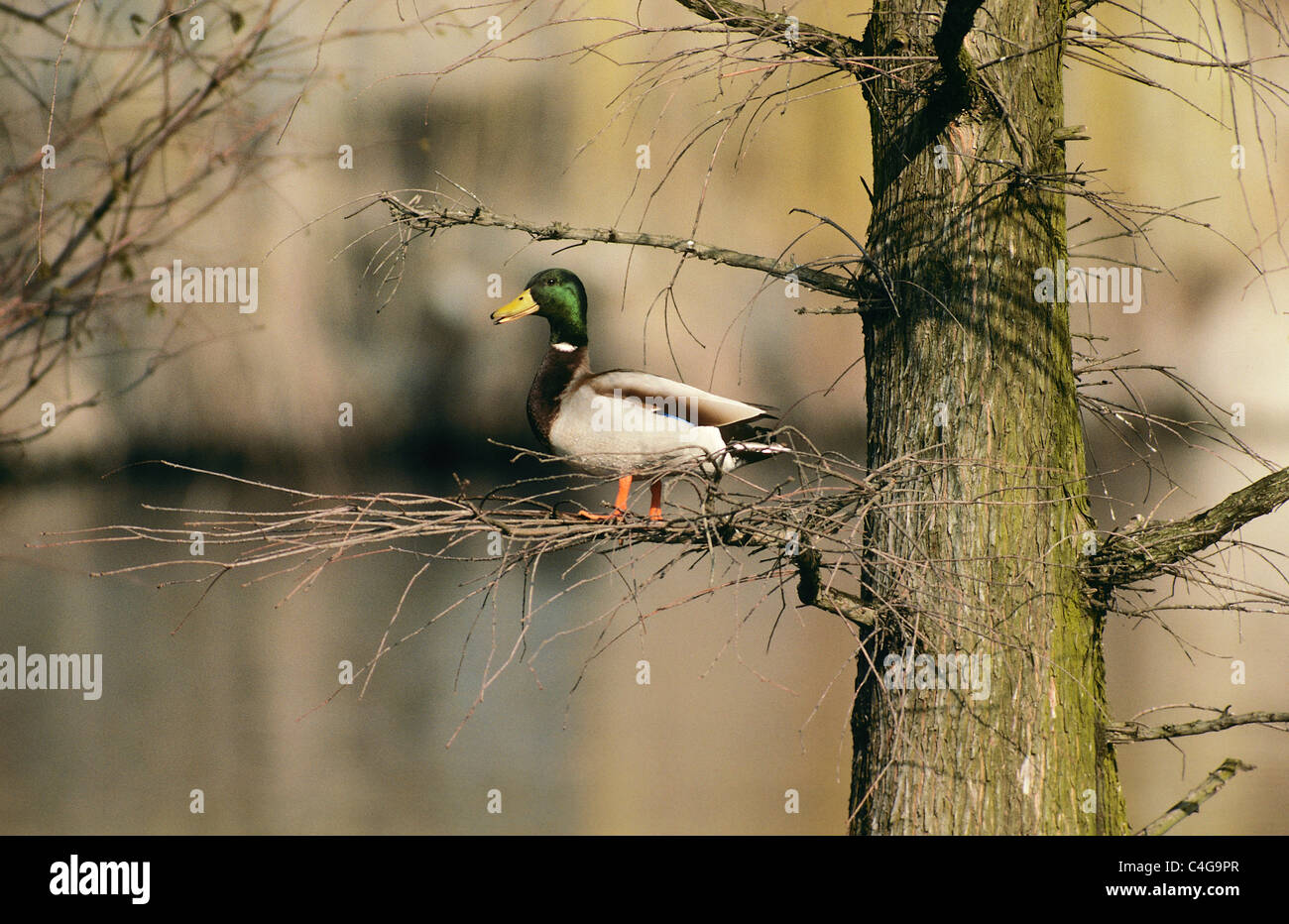 Mallard (drake) on tree Banque D'Images