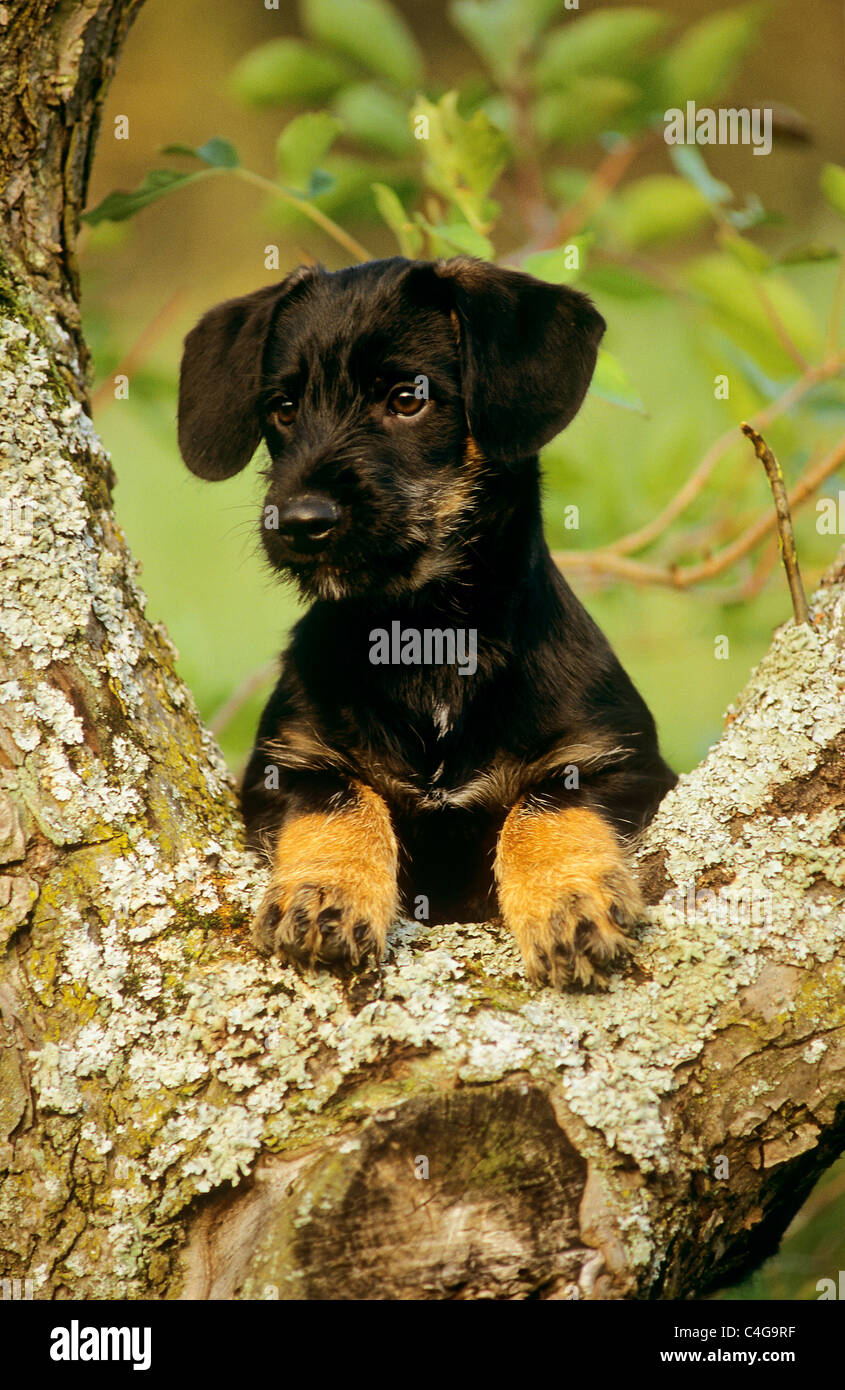 Half Breed dog - chiot on tree Banque D'Images