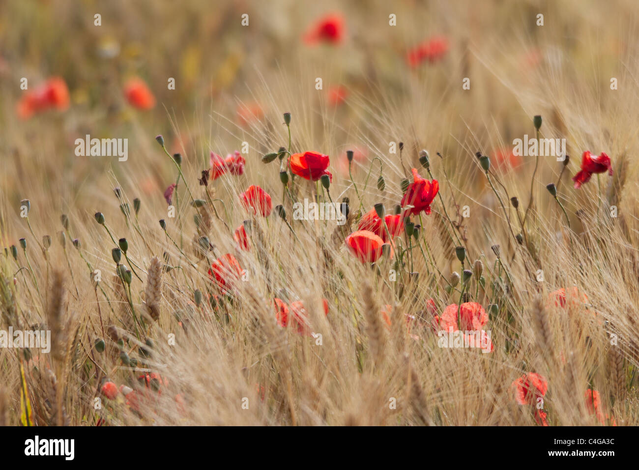 Rétro-éclairé rouge sauvage fleurs coquelicots dans champ de blé dans le sud de la France. Banque D'Images