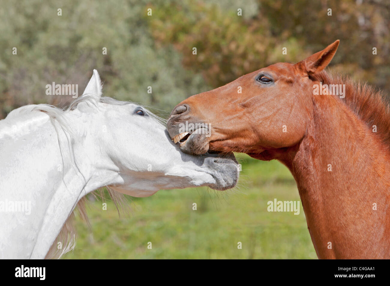 Deux chevaux espagnol Pure - smooching Banque D'Images